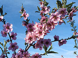 Prunus dulcis Rosella