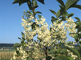 Pterostyrax hispida