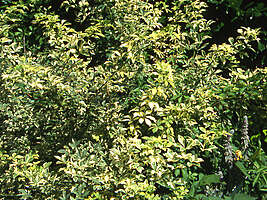 Eleutherococcus sieboldianus Variegatus