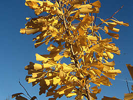 Gingko biloba saratoga
