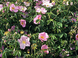 Rosa gallica