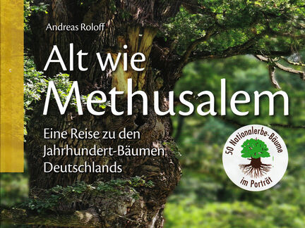 Alt wie Methusalem – Eine Reise zu den Jahrhundert-Bäumen Deutschlands
