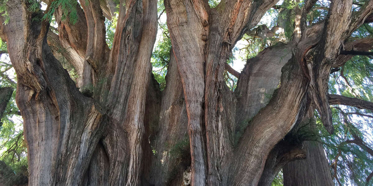 Cyprès chauve mexicain