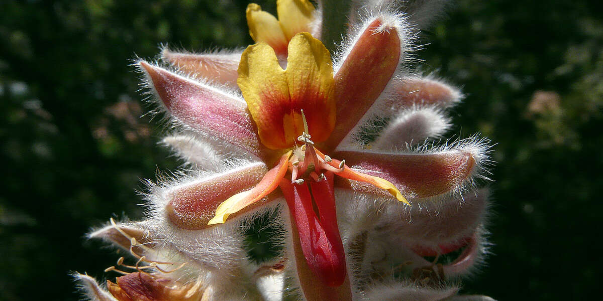 Australische Holzrose